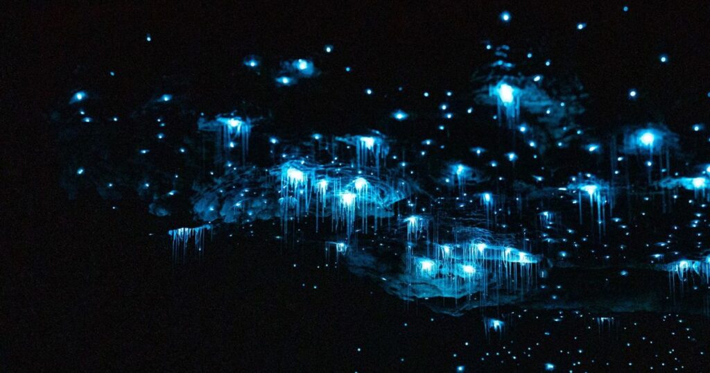 3. Drift Under a Ceiling of Living Lights in Glowworm Caves